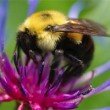 bee bee
